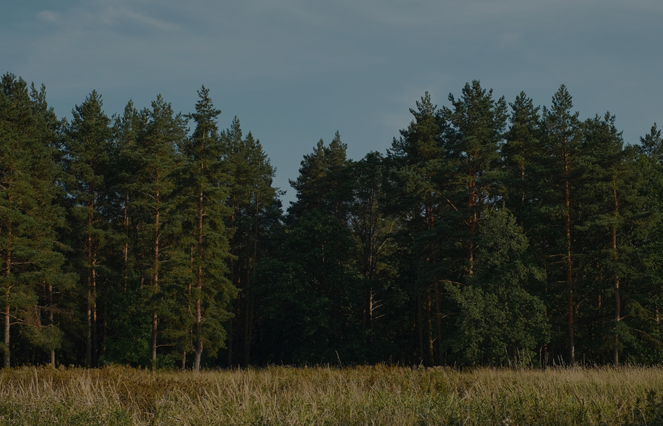 AAVV Mas Vilà Boscos de Tarragona - Tarragona